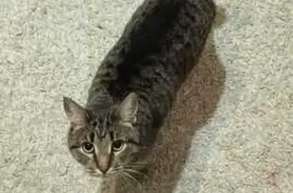 Кошки потеряшки, Дятьково, фото: Потеряшка кошка, Краснофлотская ул., Дятьково