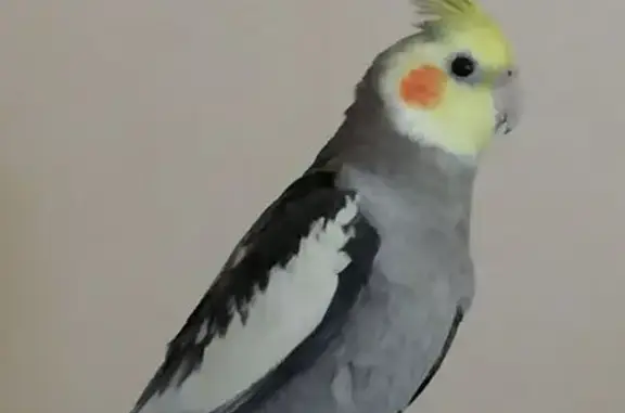 Пропала птица в районе Молоди, 46Н-12476