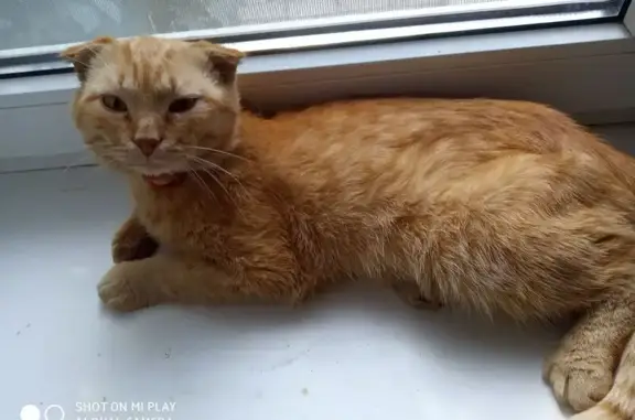Найдена кошка, Волгоград, фото: Кошка найдена: Шекснинская, 20, Волгоград