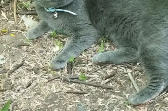 Кошка найдена: ул. Афанасьева, Чебоксары