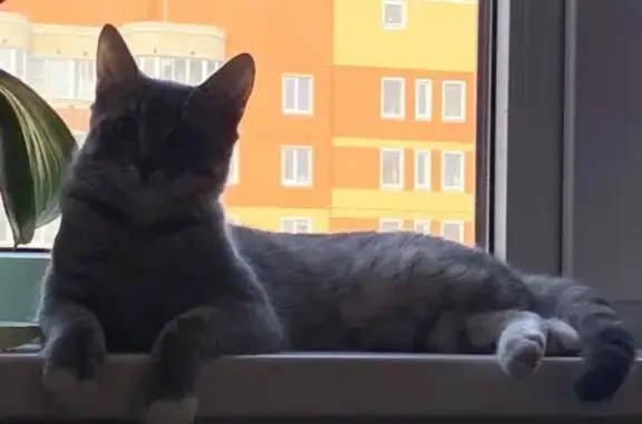 Пропала кошка, Домостроителей 6, Курск