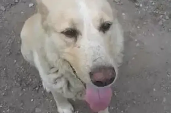 Пропала собака на ул. Победы, Калининград