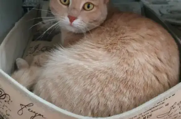 Пропала кошка, ул. Синельникова, 6, Котово - photo