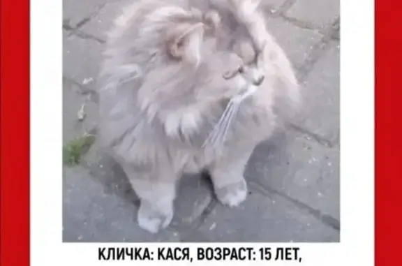 Пропала кошка, Воскресенский пер. 12, Калуга