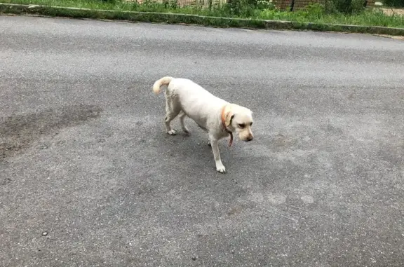 Собака найдена: Станционная ул., 4