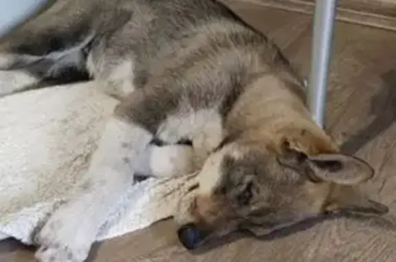 Найдена собака на Герцена, 1-1А, Калининград