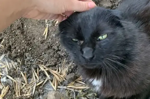 Вислоухая кошка найдена в Оренбурге