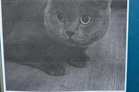 Найдена кошка в ЖК Фонтаны, Воронежская 47Д