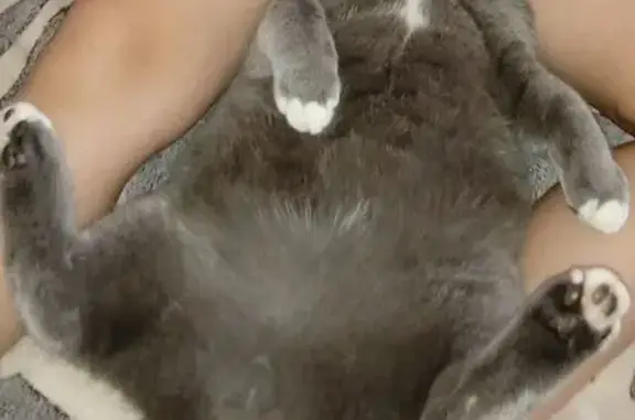 Объявления о пропавших и найденных животных, Рассказово, фото: Пропал кот Тимофей, Комсомольская 20