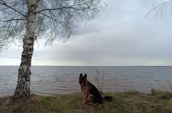 Пропала овчарка, Нижегородская область