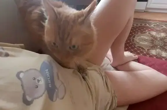 Кошки потеряшки, , фото: Потеряшка кошка, МО