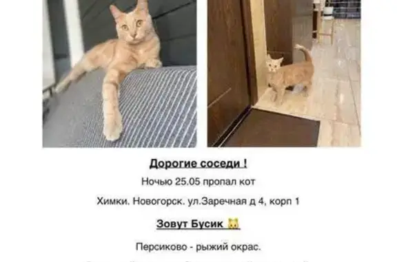 Пропал кот, Химки, Заречная ул., д.4, к.1
