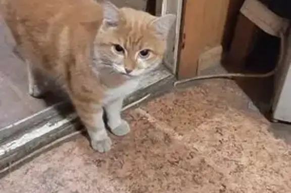 Пропала кошка, Вагонная 27, Комсомольск