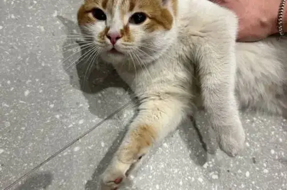 Кошка найдена на Брянской улице, Воронеж