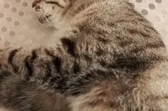 Кошка найдена: Путилова, 6, Омск