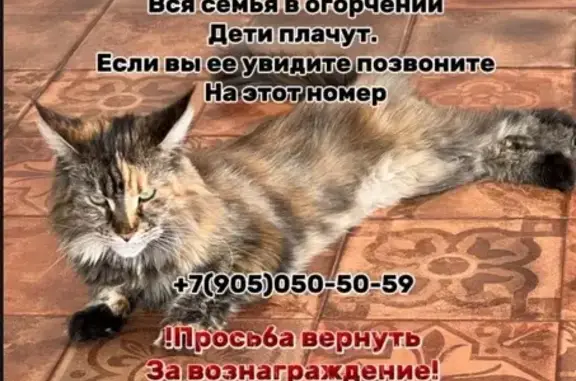 Пропала кошка, Первомайская ул, 59, Знаменский