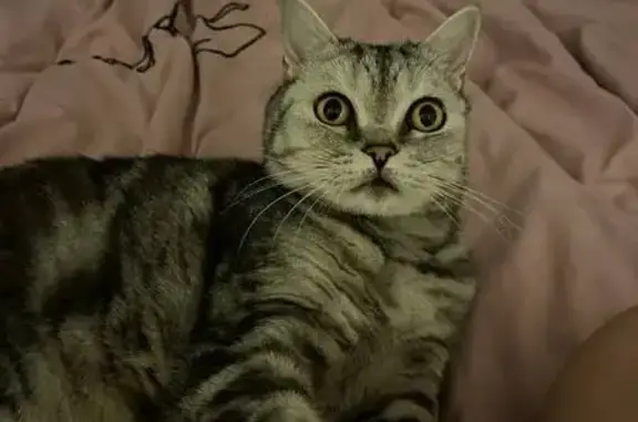 Пропала кошка, Сухонская ул., 4А, Вологда