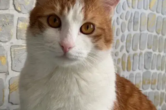 Пропал рыжий котик, Кооперативная 93