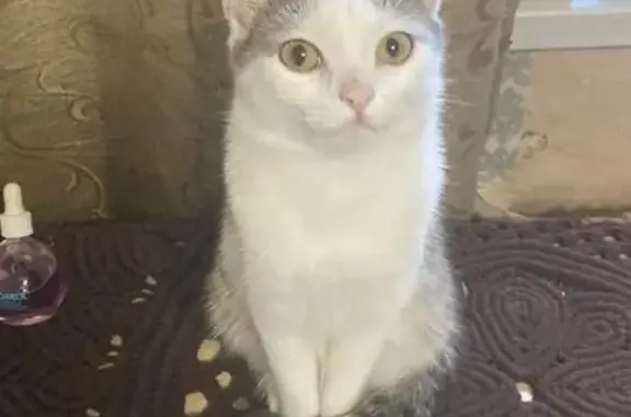 Объявления о пропавших и найденных животных, Самара, фото: Пропала кошка, ул. Свободы, 78, Самара