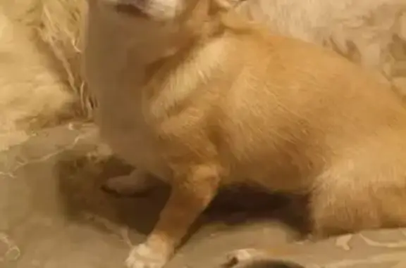 Собаки потеряшки, Калязин, фото: Потеряшка чихуахуа, Калязин, Мичурина 21