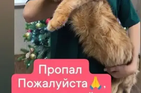 Кошки потеряшки, Лакинск, фото: Потеряшка кошка, ул. 10 Октября, 4, Лакинск