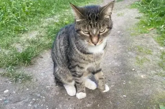 Кошка найдена у кинотеатра Победа, Ярославль