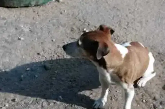 Собака найдена: Набережная ул, 32, Звенигород