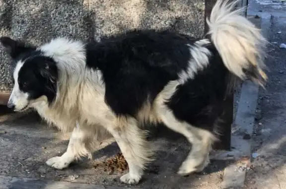 Бордер-колли найдена на Доломановском, 96
