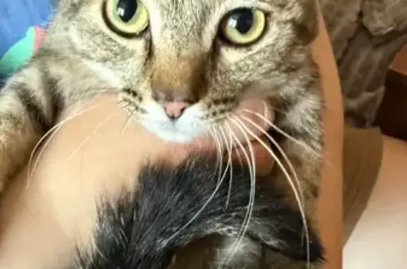 Найдена кошка, Новосибирск, Мясниковой 29