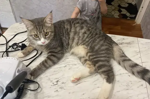 Кошки потеряшки, , фото: Потеряшка кошка, Набережные Челны, Татарстан