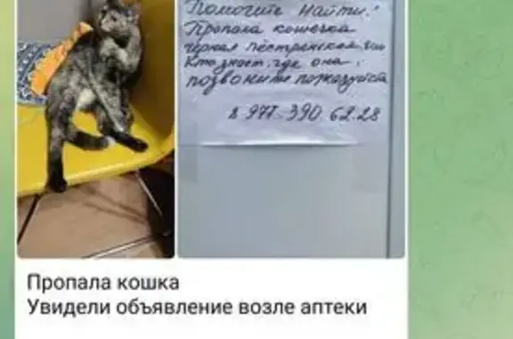 Пропала кошка, Электролитный проезд 16к7