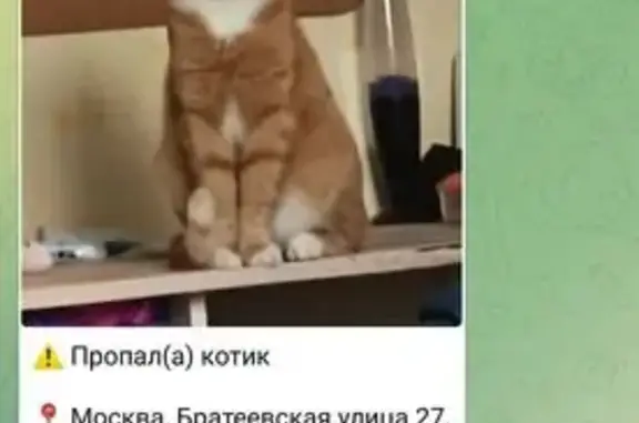 Пропала кошка, Братеевская ул., 27 к2