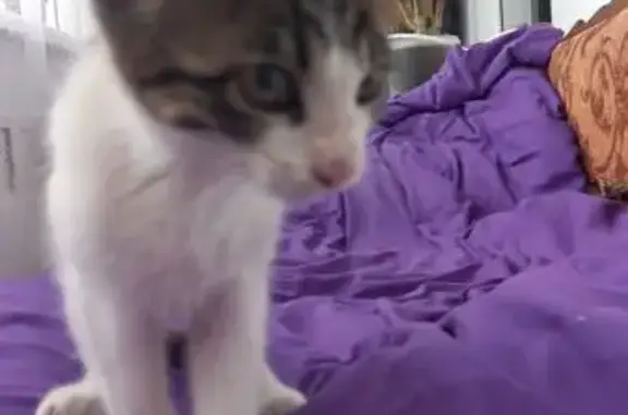 Кошка найдена у мечети, пл. Минина, 7.