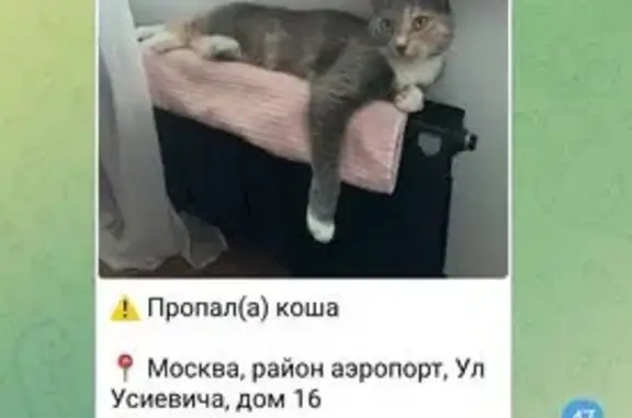Пропала кошка на Усиевича, 16, Москва