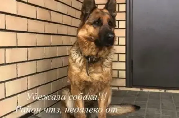 Собаки потеряшки, Челябинск, фото: Потеряшка овчарка, ул. Мамина, Челябинск