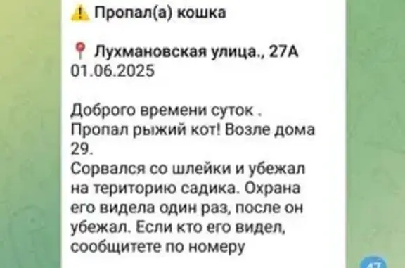 Пропала кошка, 2-й Красковский пр., Москва