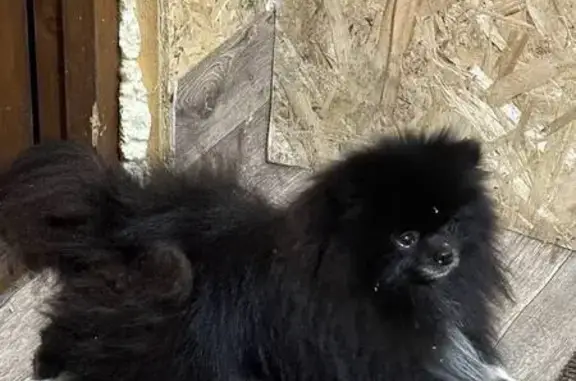 Шпиц найден: Берёзовая ул., Омск