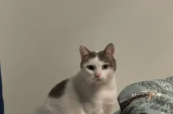 Кошки потеряшки, Анапа, фото: Потеряшка кошка, ул. Пустошкина, 22, Анапа