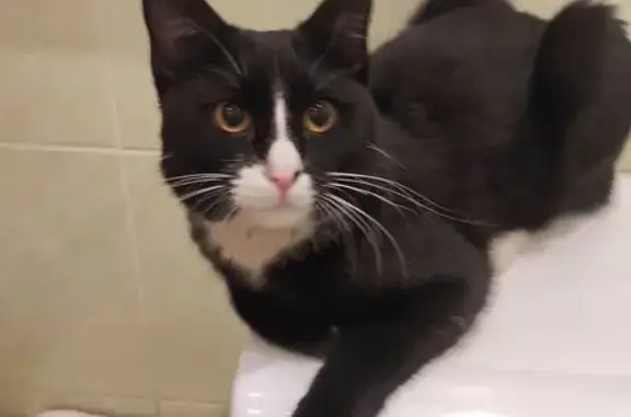 Кошка найдена: пр. Курако, 37А, Новокузнецк