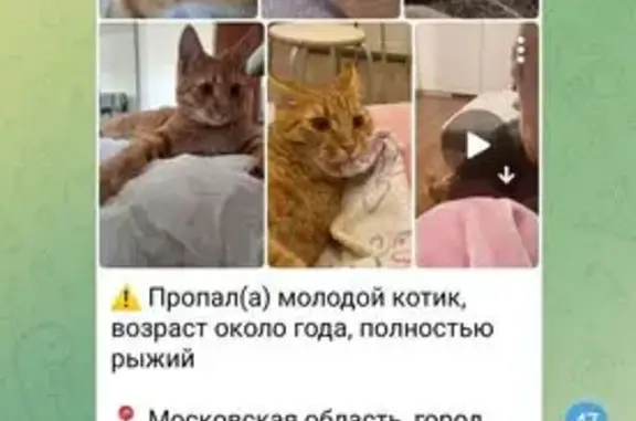 Кошка пропала: Лунёво, 46К-0030, с4