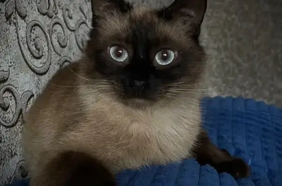 Кошки потеряшки, Савино, фото: Потеряшка кот, Первомайская ул., Савино