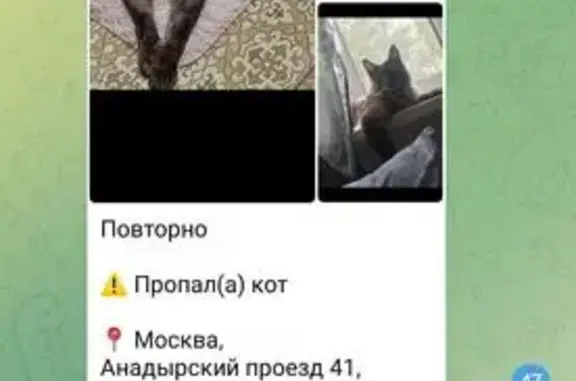 Пропала кошка, Анадырский проезд, 41