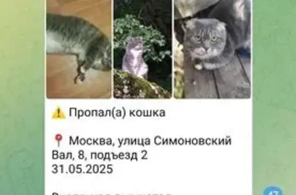 Пропала кошка, Симоновский Вал, 8, Москва