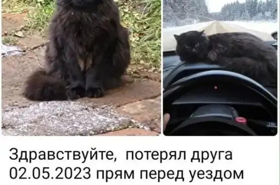 Пропала кошка, Зелёный проспект, 69 к2