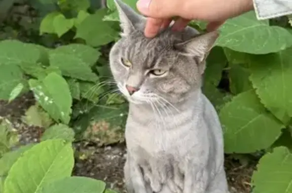Найдена кошка, Уфа, фото: Кошка найдена, Ростовская 26, Уфа