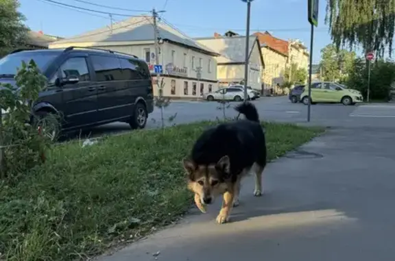 Найдена собака с ошейником, ул. Ильича 18