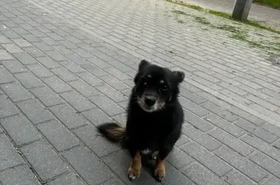 Собака найдена: Красносельская 57, Калининград