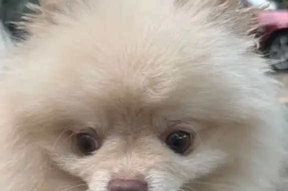 Шпиц найден: ул. Красных Партизан, Краснодар