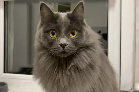 Кошки потеряшки, Екатеринбург, фото: Потеряшка кошка, Чердынская 14, Екб