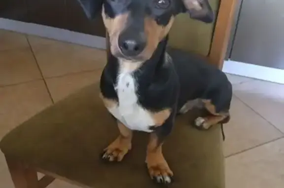 Найдена собака, ул. Тельмана, 26, Энгельс